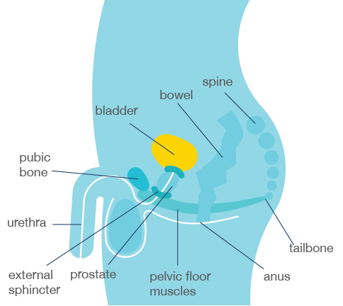Normal bladder anatomy