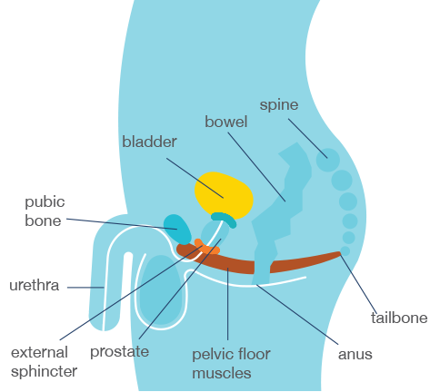 Why am I experiencing urinary incontinence?