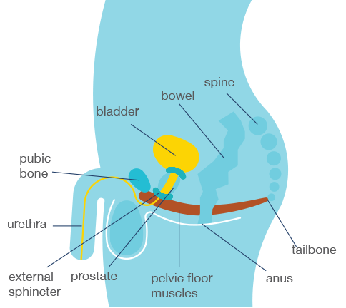 Relevance of pelvic floor muscle